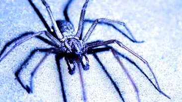 A explodat  in timp ce voia sa prinda un paianjen