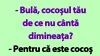 BANC | „Bulă, cocoșul tău de ce nu cântă dimineața?”