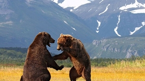 Uite cum se dueleaza ursii in Alaska!