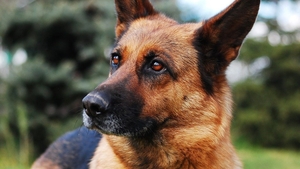 A murit primul câine depistat pozitiv cu COVID-19 în SUA. Buddy avea șapte ani și era bolnav din aprilie