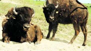 Un sibian face bani din bizoni