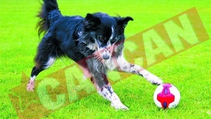 Catelusa care joaca fotbal ca Ronaldo