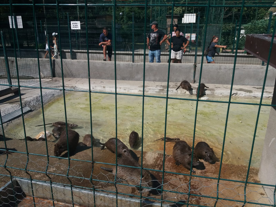 Regim special de caniculă pentru animalele de la zoo