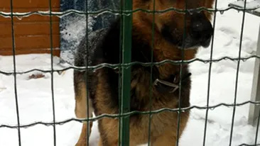 Maruta face apel: Irina Loghin a gasit un caine lup cand alerga in Herastrau! Il recunoasteti?