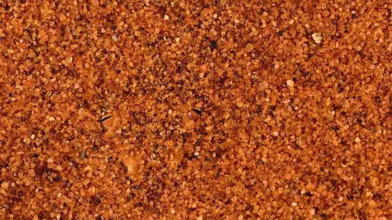 Iluzie optică virală | Unde este șarpele? Geniile îl pot găsi în doar 5 secunde