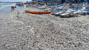 Plaja românescă e deplorabila! Inainte să intre in mare, turistii trebuie să escaladeze munti de alge si de scoici
