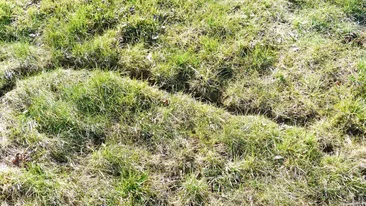 Animalul extrem de periculos la care nu te-ai fi așteptat. Le poate distruge gospodăriile românilor în doar câteva minute