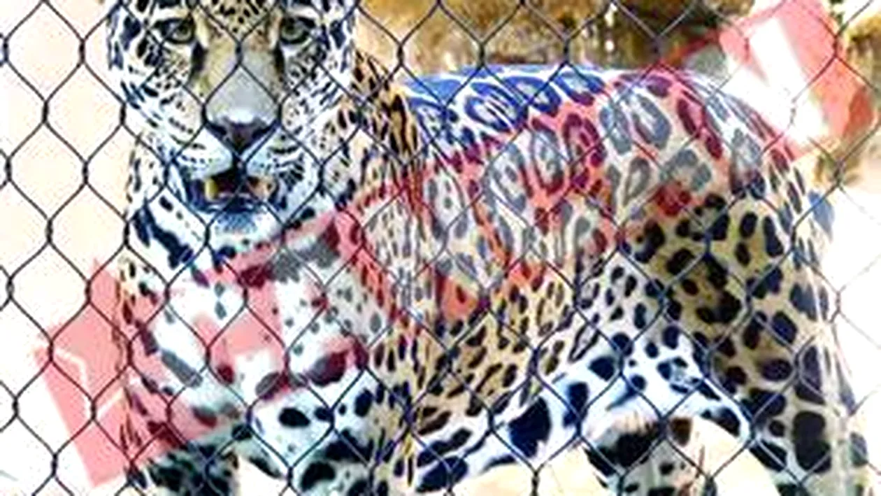 Moartea jaguarului Bety provoaca un dosar penal