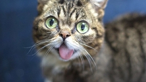Cum a murit Lil Bub, una dintre cele mai celebre pisici din lume