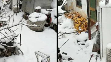 Legiștii au stabilit cauza decesului bătrânului din Alba găsit mort în frigider! Era putred de bogat!