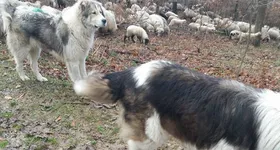 Galerie foto - poza 4