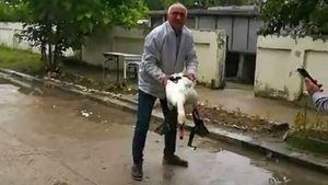 VIDEO. Lebădă rănită, salvată de Poliția Animalelor Dolj dintr-un cartier mărginaș al Craiovei