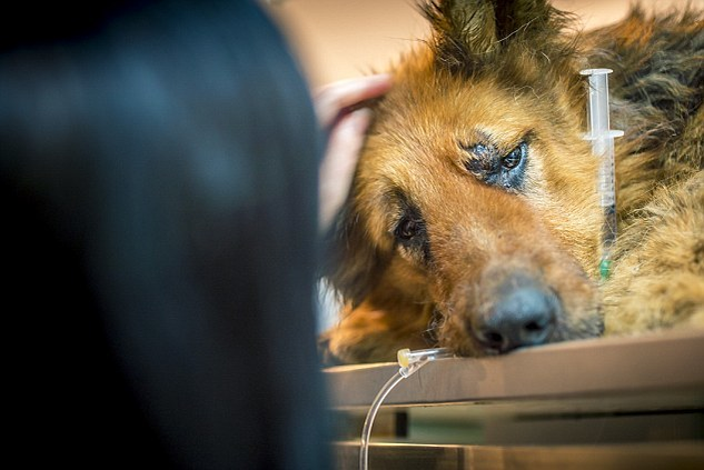 Acest câine maidanez a fost mutilat cu atât de multă cruzime, încât povestea a lăsat pe toată lumea în lacrimi! Cel din spatele atacului a fost numit „Măcelarul din Bucureşti“