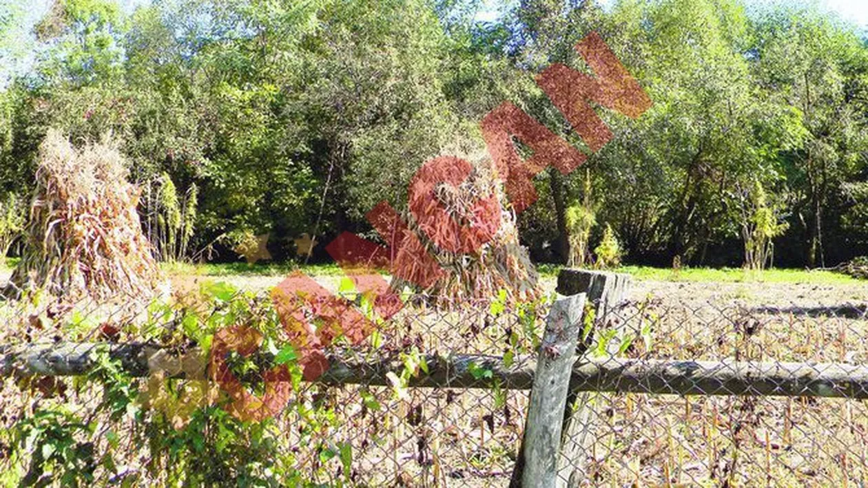 Traficanta de droguri la 75 de ani!