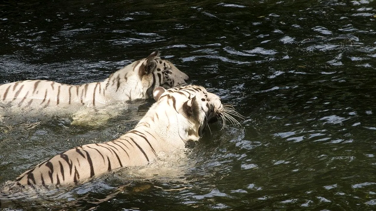 Alertă! Doi tigri au evadat din Grădină Zoologică și au sfâșiat un om