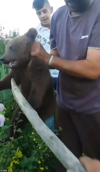Șocant! S-au filmat în timp ce chinuiau un pui de urs