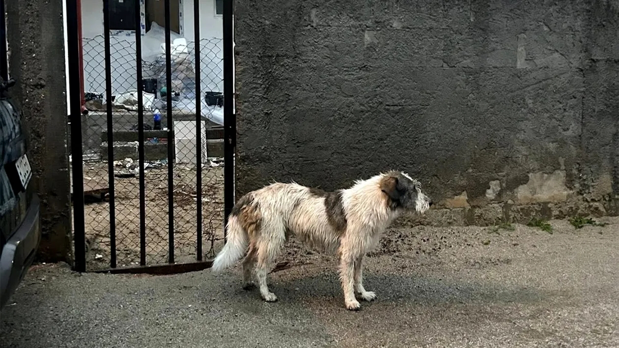 Amendă de 5.000 de lei pentru stăpânii de câini. Ce oraș din România a făcut anunțul: „Un real pericol pentru cetățeni”