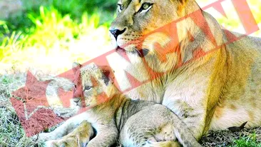 Leii de la Braila si Brasov, transferati intr-o rezervatie din Africa de Sud