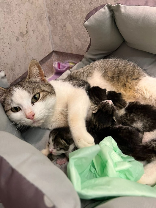 O pisică a mers singură la veterinar să nască / Foto: Facebook