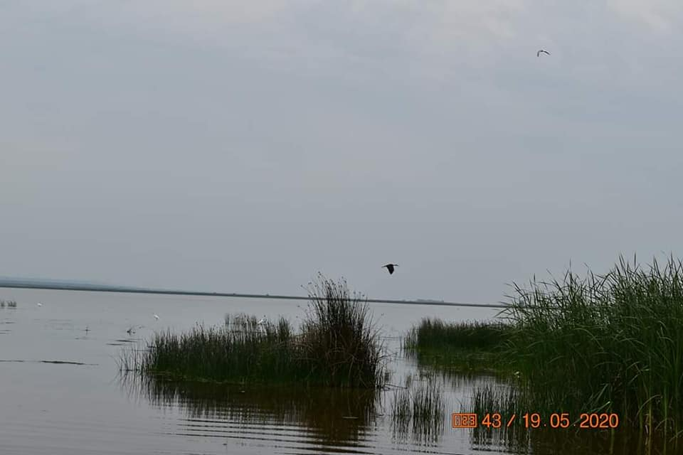 Berzele negre și-au făcut apariția pe lacul Bistreț din Dolj