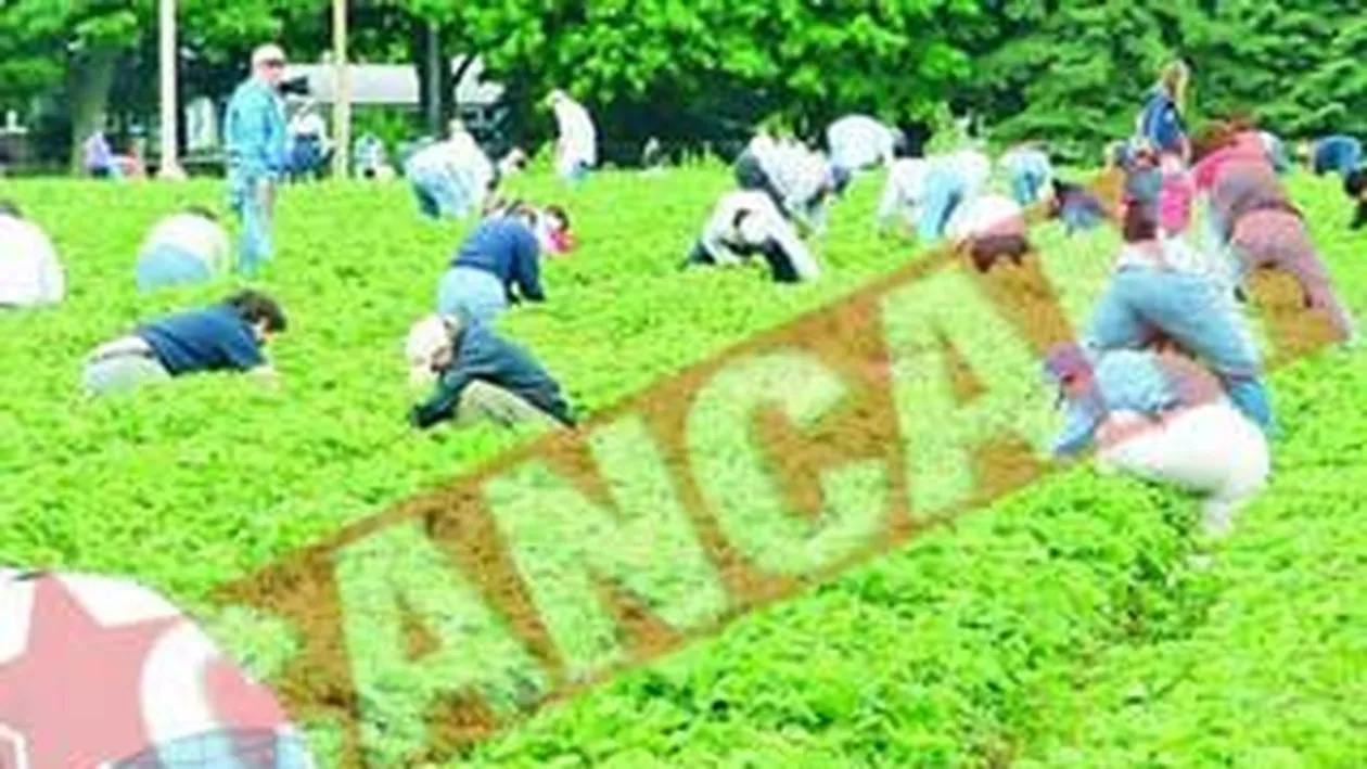 Un patron din Franta, condamnat la un an de inchisoare pentru exploatarea angajatilor romani