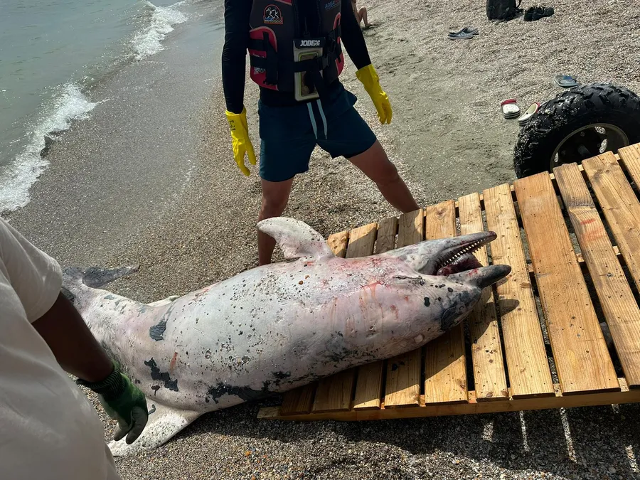 Apariție tulburătoare pe litoralul românesc. Lumea s-a strâns cu sutele să vadă creatura moartă adusă de valuri la mal