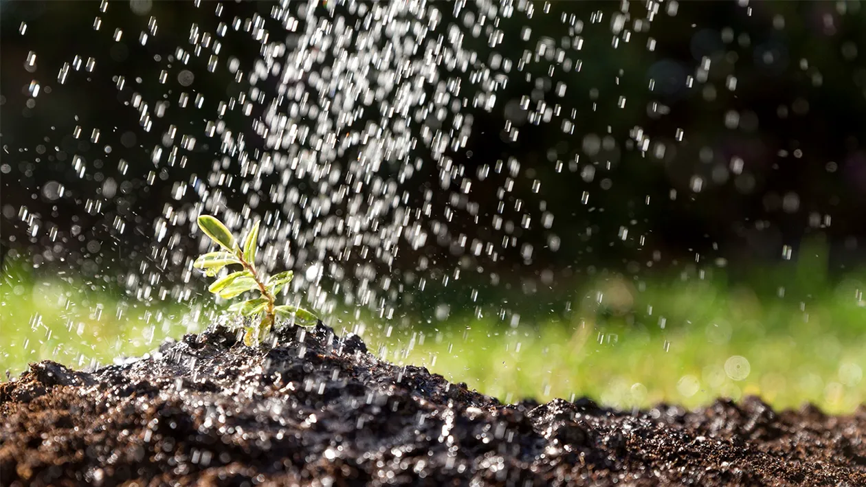 (P) Îngrășăminte agricole: cheia unui sol fertil și a recoltelor bogate