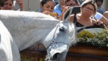 VIDEO! Un cal a fost adus la înmormântarea stăpânului său! Oamenii au rămas muţi de uimire când au văzut ce face animalul