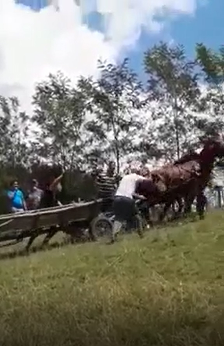 VIDEO. Cai loviți cu sălbăticie de proprietari, la un târg din Argeș. Motivul bătăii este halucinant