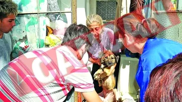 Traia in casa cu 20 de maidanezi si 15 pisici