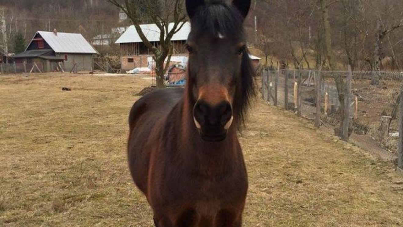 Aleră în Drăgăneşti după ce iapa Tania a fost furată. Proprietarii oferă recompensă şi au creat o pagină de Facebook cu semnalmentele şi pozele animalului