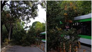 Un copac a căzut peste un tramvai, în Capitală! Traficul a fost restricționat