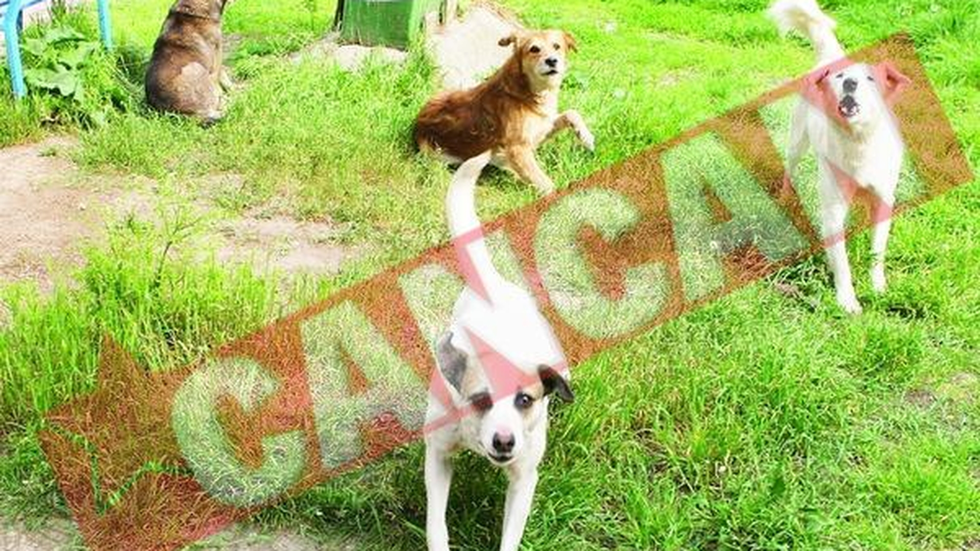 Cainii, mai agresivi din cauza caniculei
