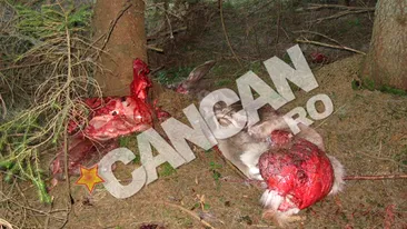 Atentie, imagini socante! Macel in padure: au impuscat caprioare gestante, au eviscerat puii si i-au aruncat pe marginea drumului!