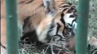 VIDEO SOCANT! Un tigru mananca bratul unui om pe care tocmai la smuls din umar