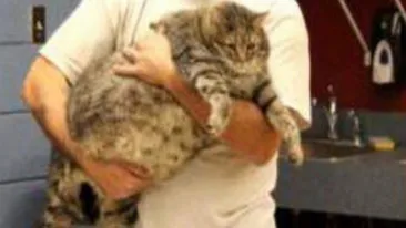 O cheama Chifteluta si nu o sa iti vina sa crezi cate kilograme poate sa aiba!