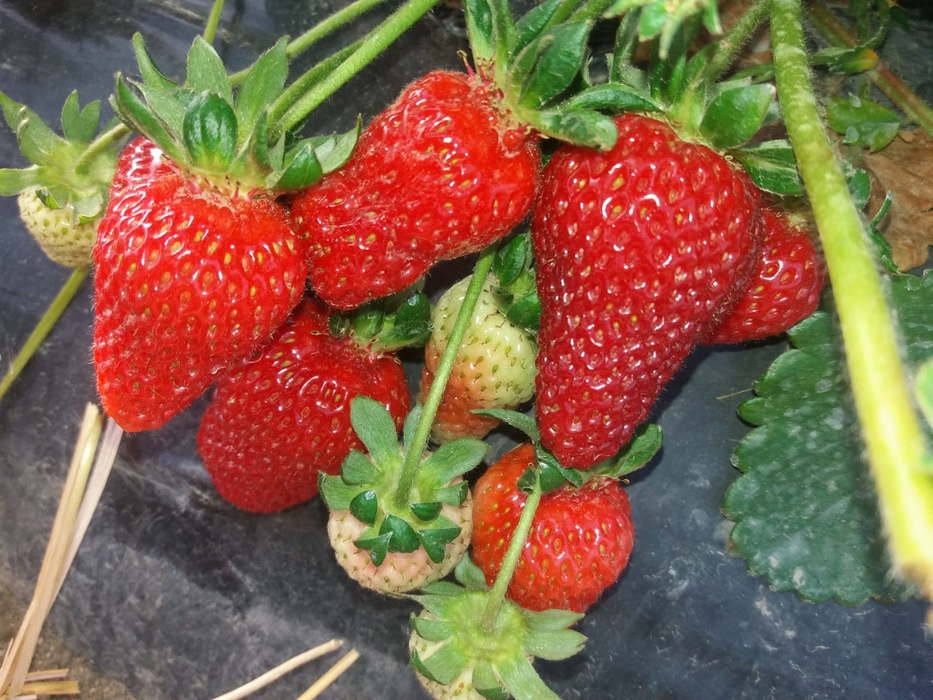 Fructele românești se "bat" cu variantele mult mai ieftine din import