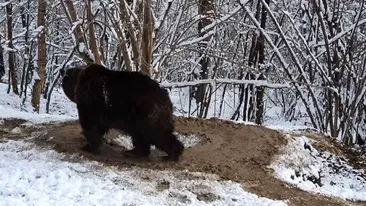 Imagini tulburătoare. O ursoaică, ținută 20 de ani într-o cușcă, nu se poate obișnui cu libertatea. VIDEO