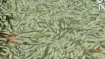 VIDEO Mii de pesti morti pe coasta Braziliei! Nimeni nu stie ce i-a ucis