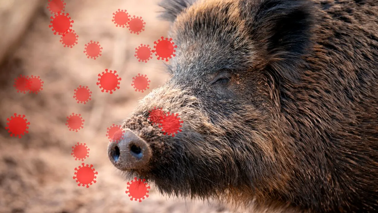 Alertă maximă din cauza epidemiei de pestă porcină africană. Autoritățile din Spania au declarat stare de urgență