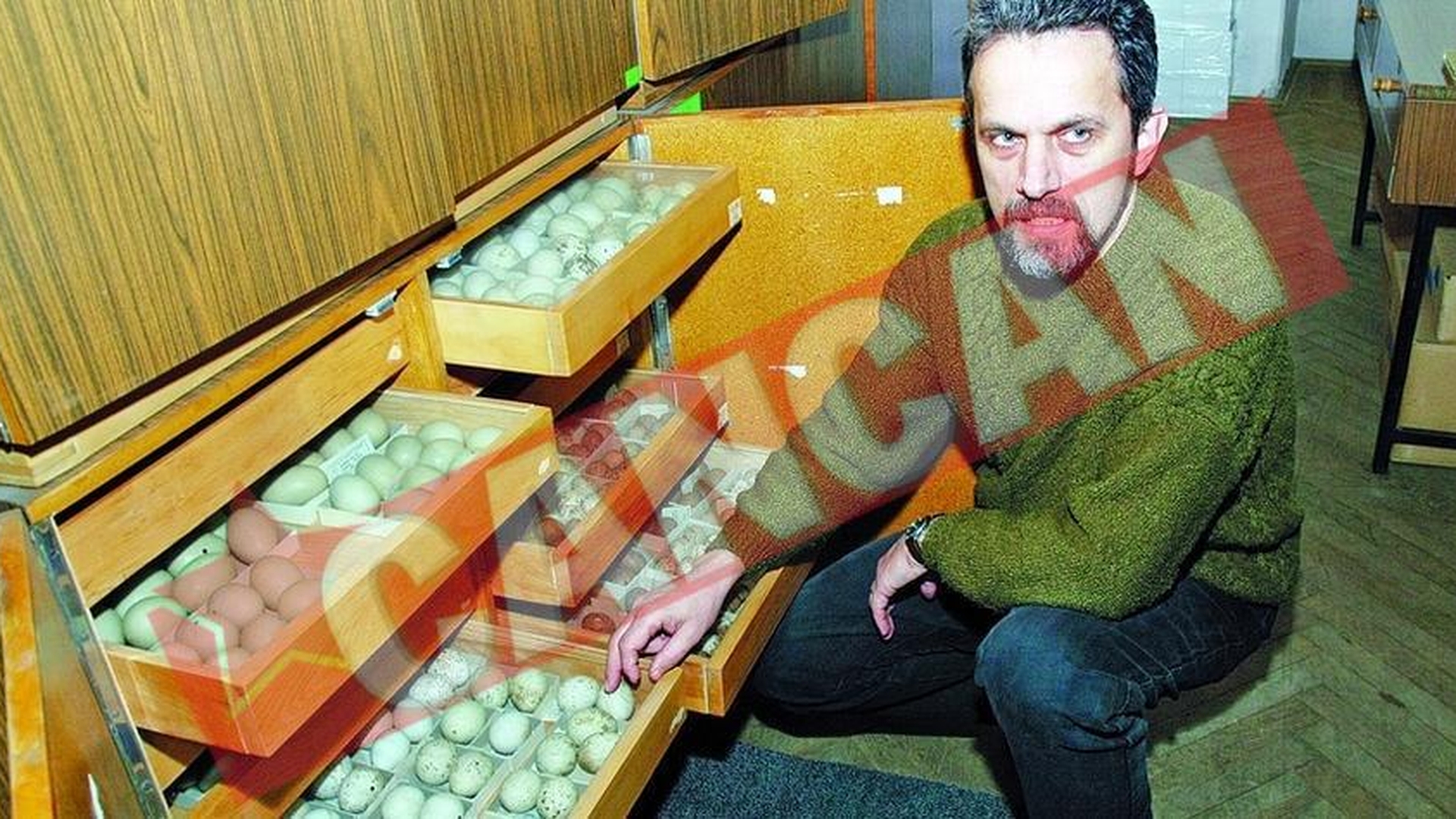 Colectie de oua "interzise" la Oradea