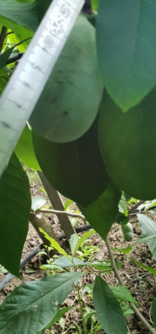 O olteancă și soțul ei neamț cultivă arbori exotici într-o comună vestită pentru legumele tradiționale