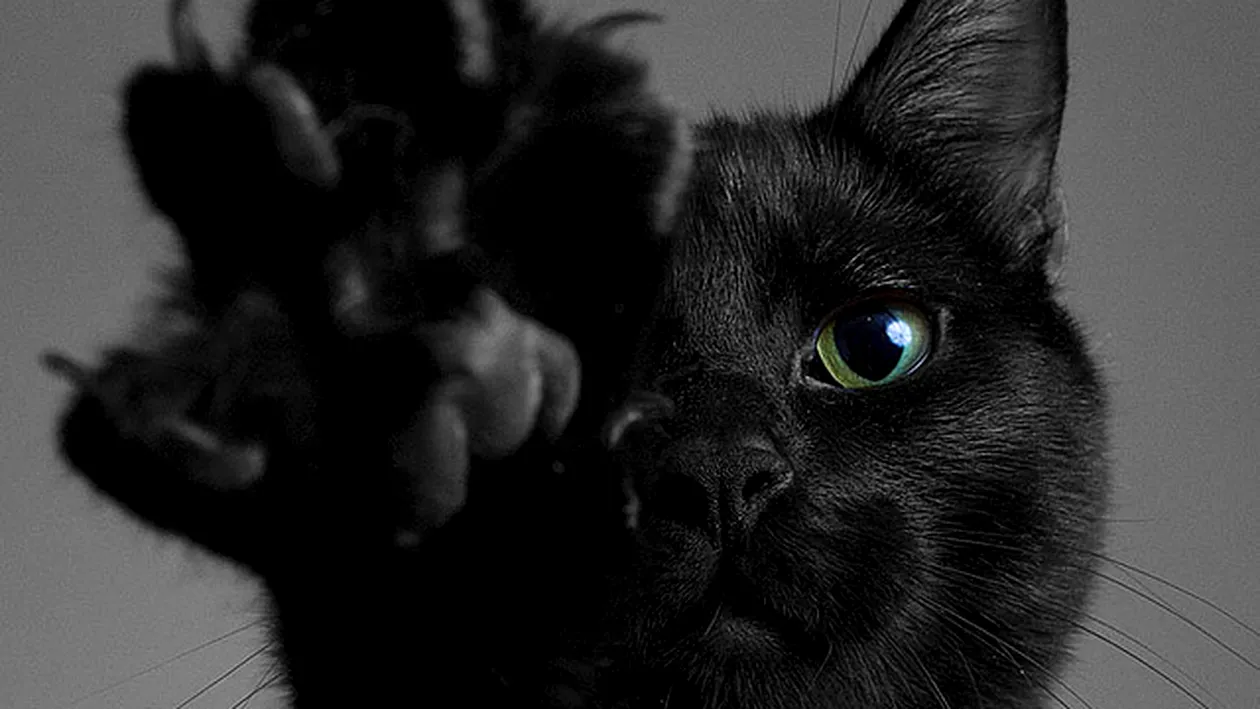 Stăpânul acestei pisici negre a vrut să afle dacă animalul are legături cu Diavolul. I-a îngheţat sângele după ce i-a desenat pe podea