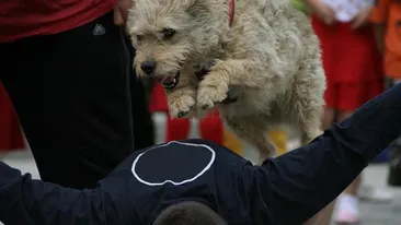 Solutie pentru maidanezi.“Orice caine poate fi antrenat, trebuie doar sa iti doresti asta!” Vezi de ce sunt in stare patrupedele!