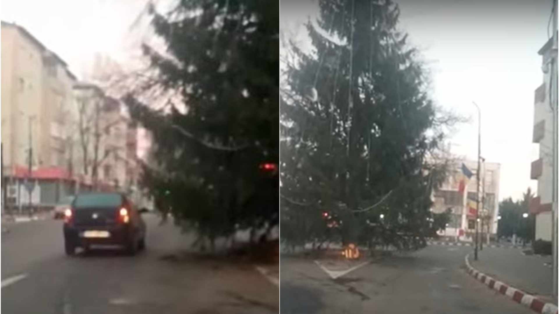 Imaginile zilei | Un brad de Crăciun, înalt de câțiva metri, blochează trecerea pe două benzi