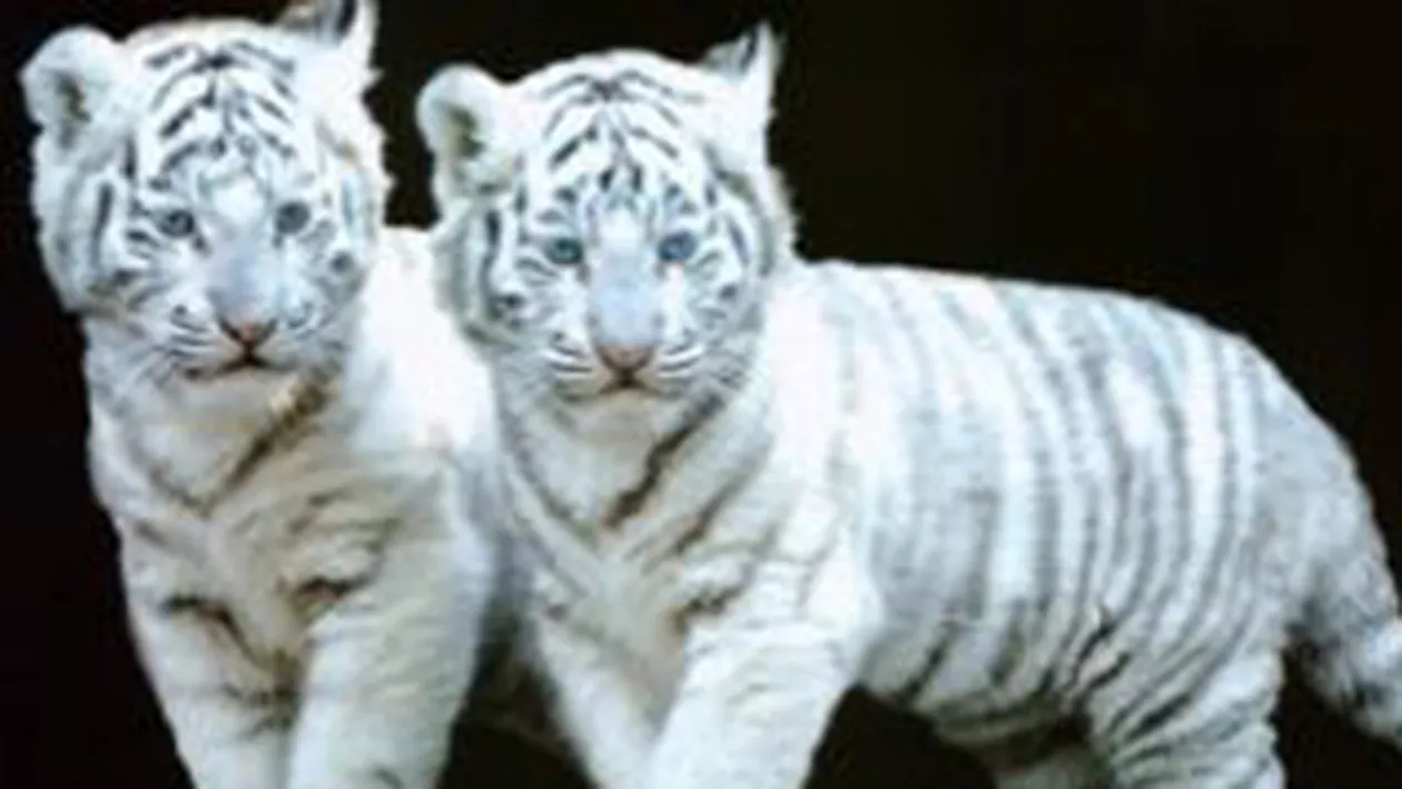 Un arab a fost retinut pentru ca intentiona sa faca trafic cu pantere si leoparzi!