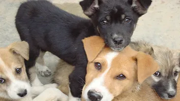 O altă vedetă a luat atitudine: a adoptat un maidanez: Va fi şefa de santier si paznicul nostru de încredere