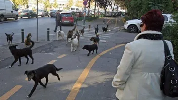 Caz SOCANT in Capitala! O femeie a fost gasita moarta in zona Obor! Era desfigurata de cainii maidanezi