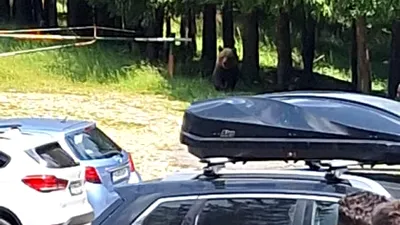 FOTO Un urs a fost văzut la intrarea pe un traseu turistic foarte frecventat. Avertismentul Salvamont: „Nu are frică de om”