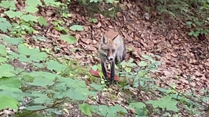 A crezut că nu vede bine! Ce animal sălbatic a fotografiat un ieșean, în timp ce se plimba în Parcul Copou
